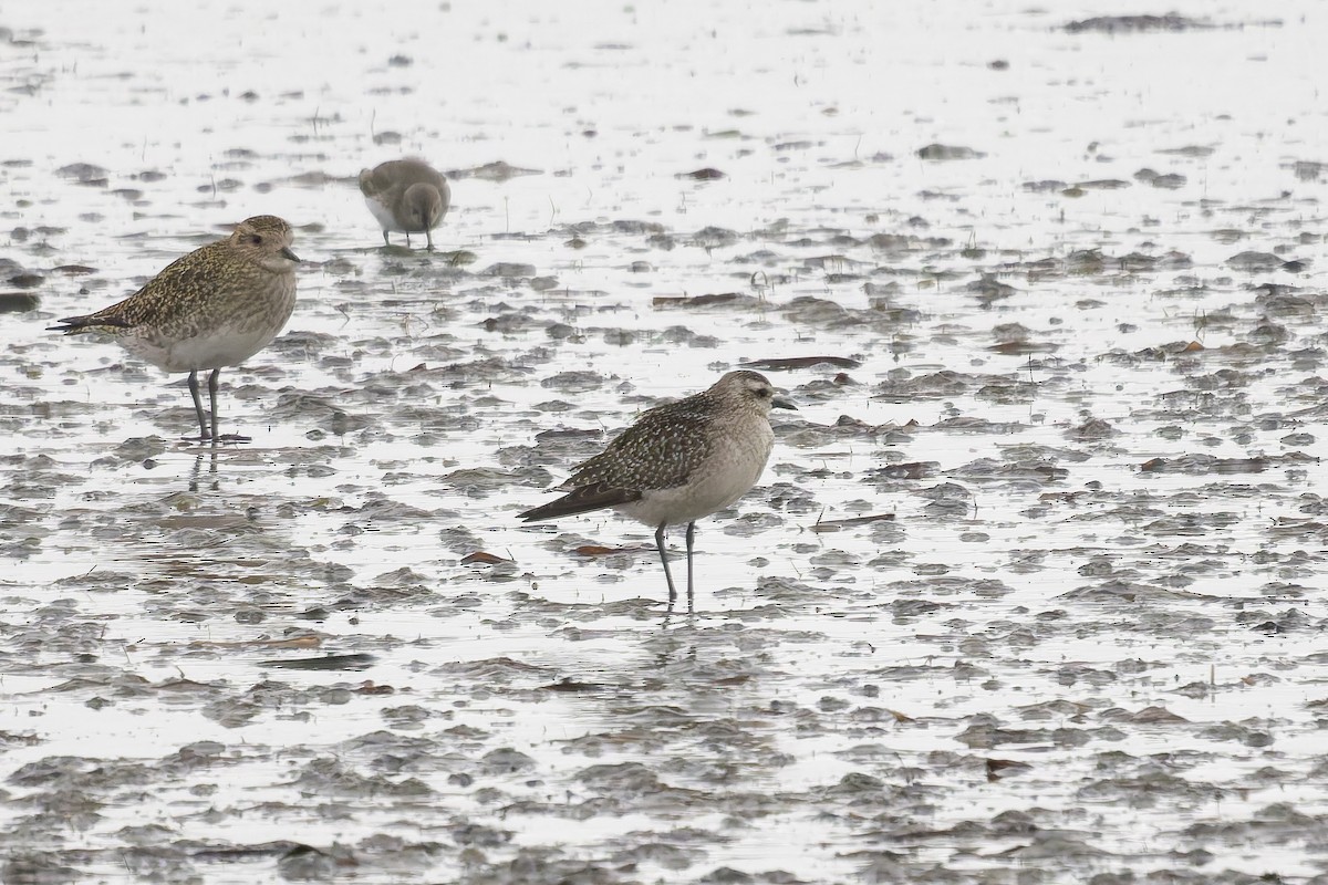 American Golden-Plover - ML645274338