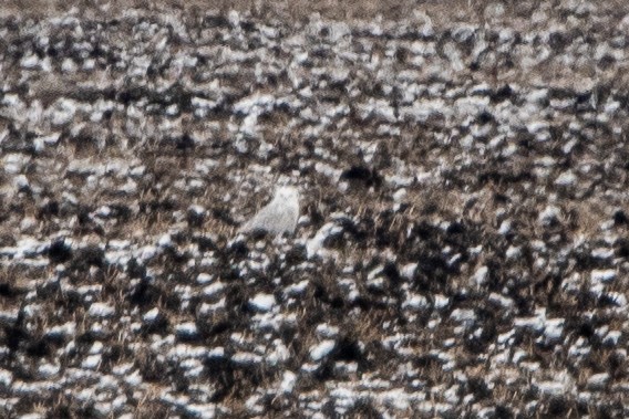 Snowy Owl - ML645274341
