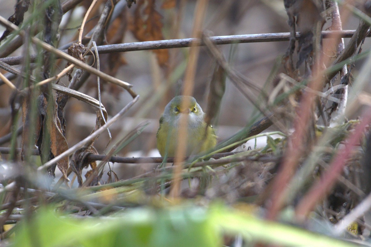 White-eyed Vireo - ML645274343
