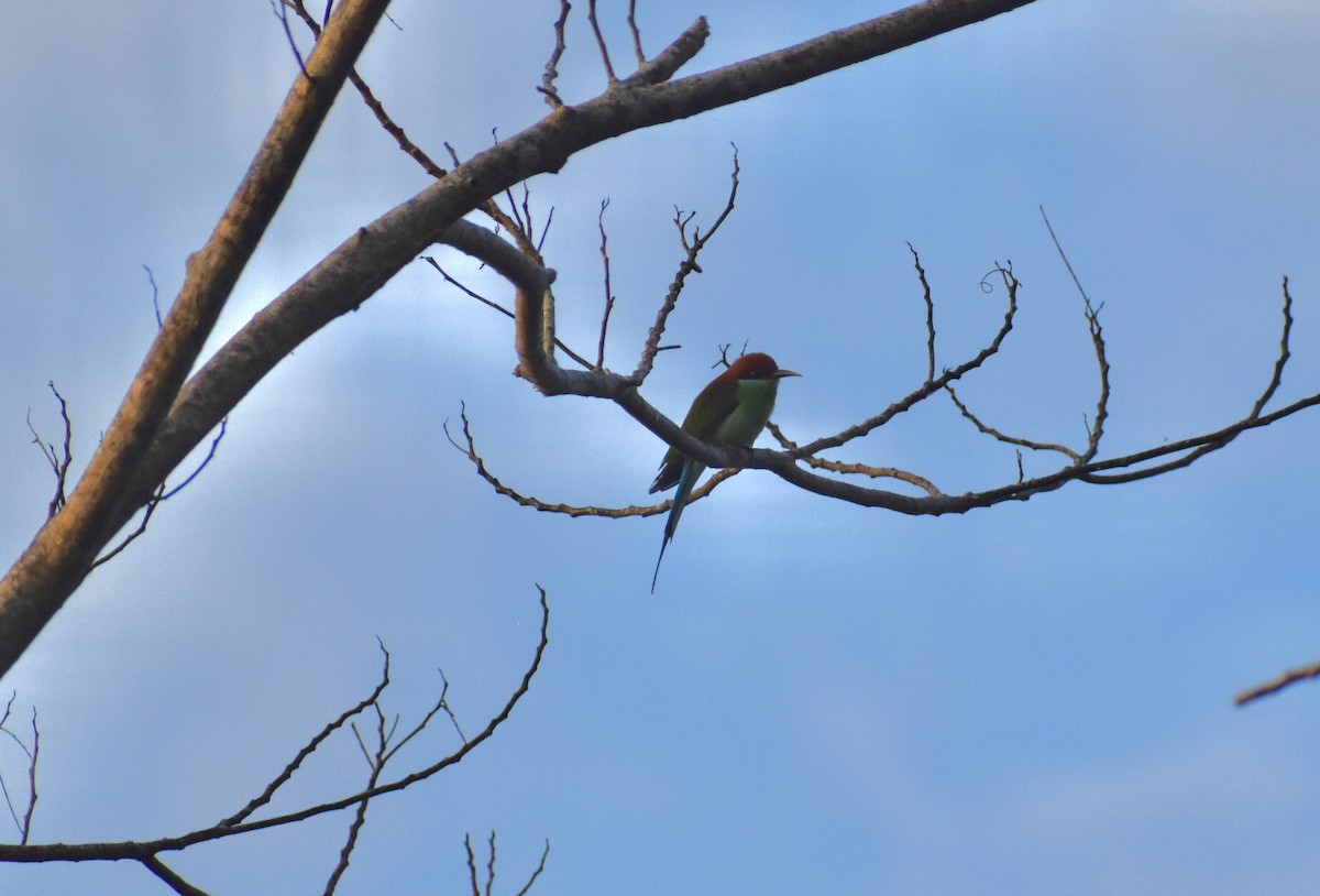 Rufous-crowned Bee-eater - ML645274353