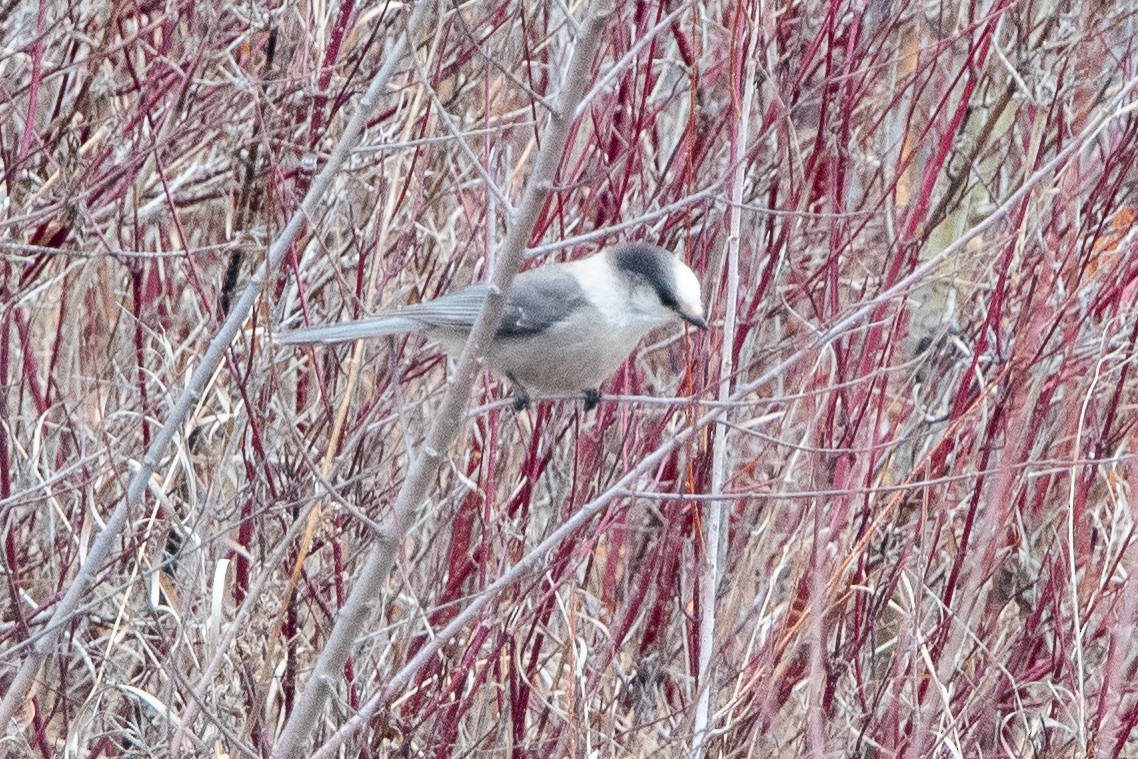 Canada Jay - ML645274354