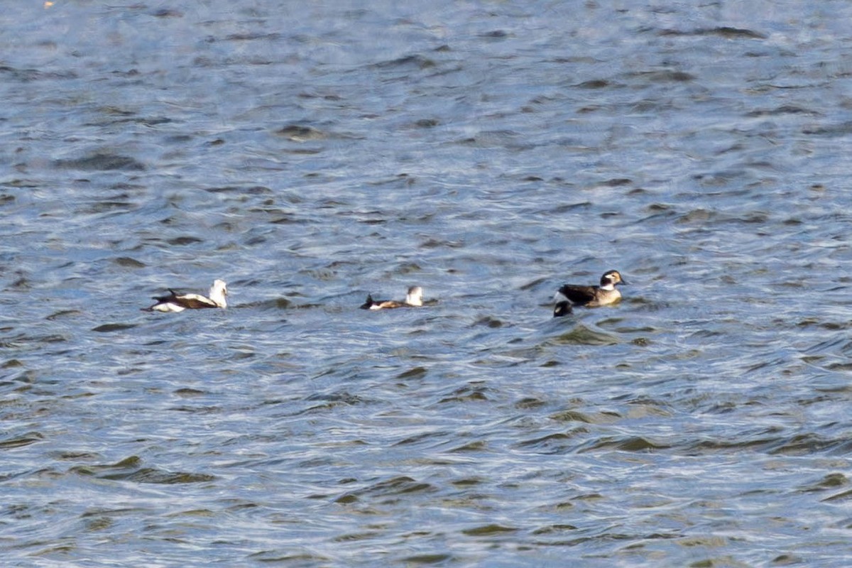 Long-tailed Duck - ML645274385