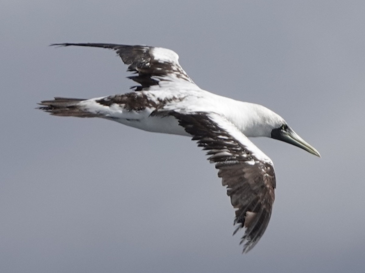 Masked Booby - ML645274386