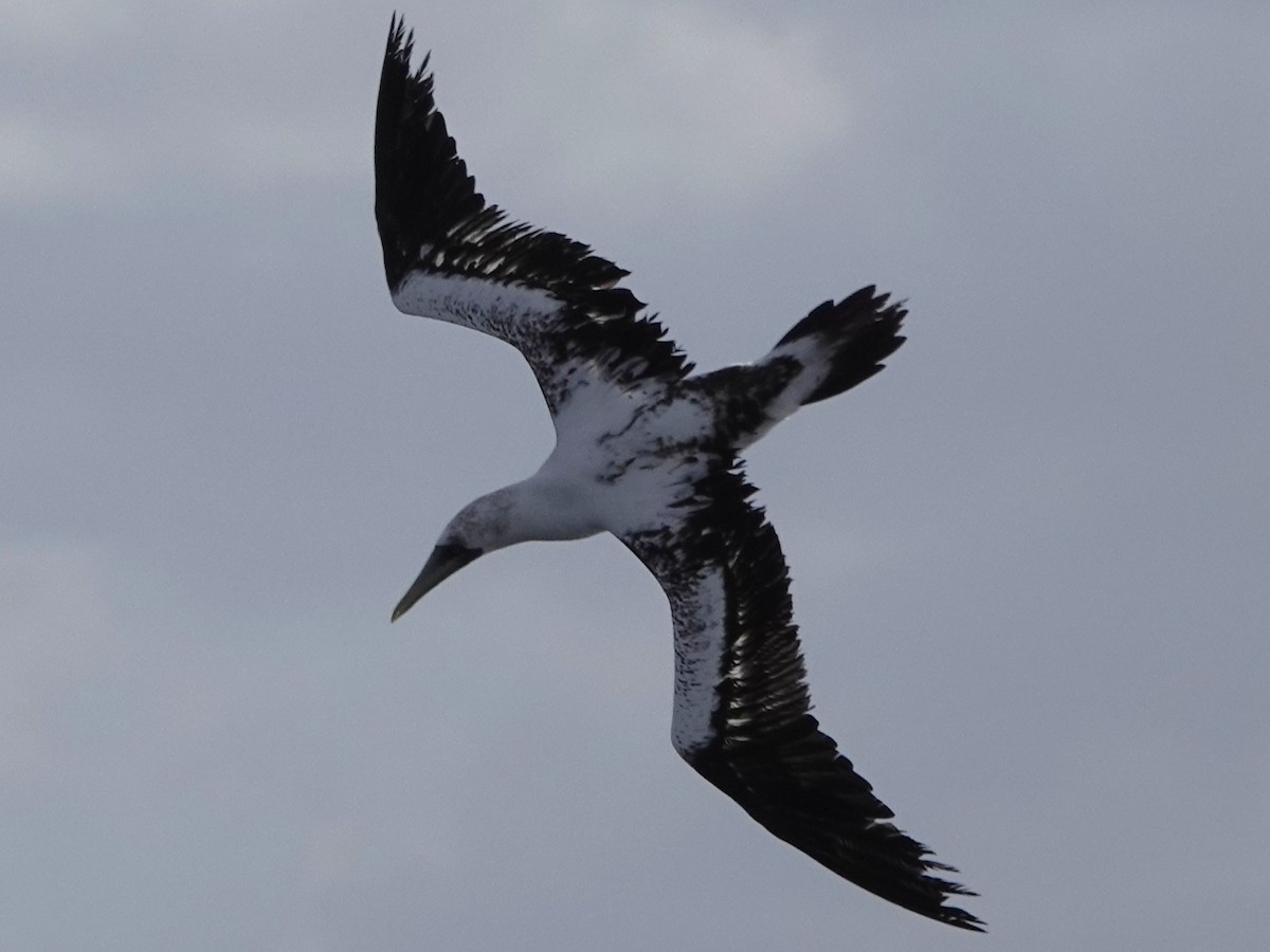 Masked Booby - ML645274387
