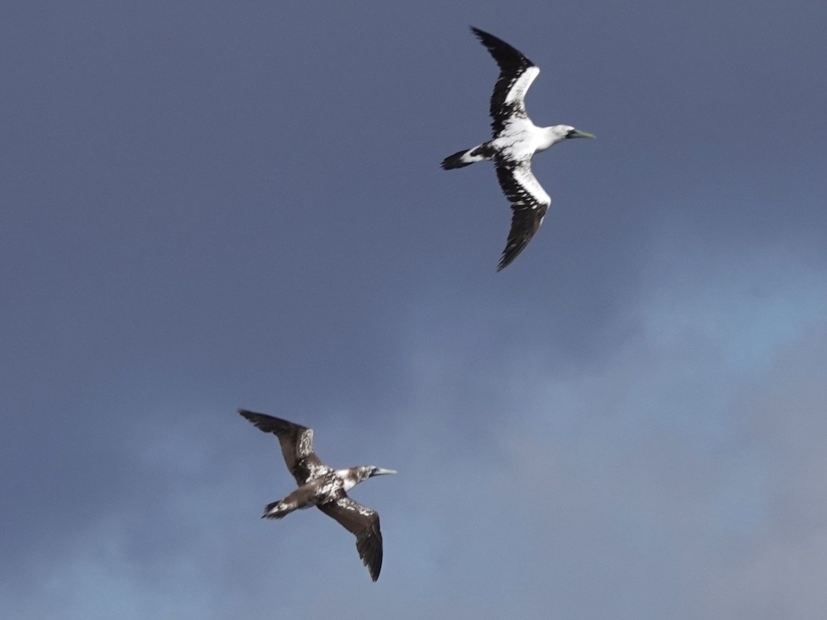Masked Booby - ML645274388