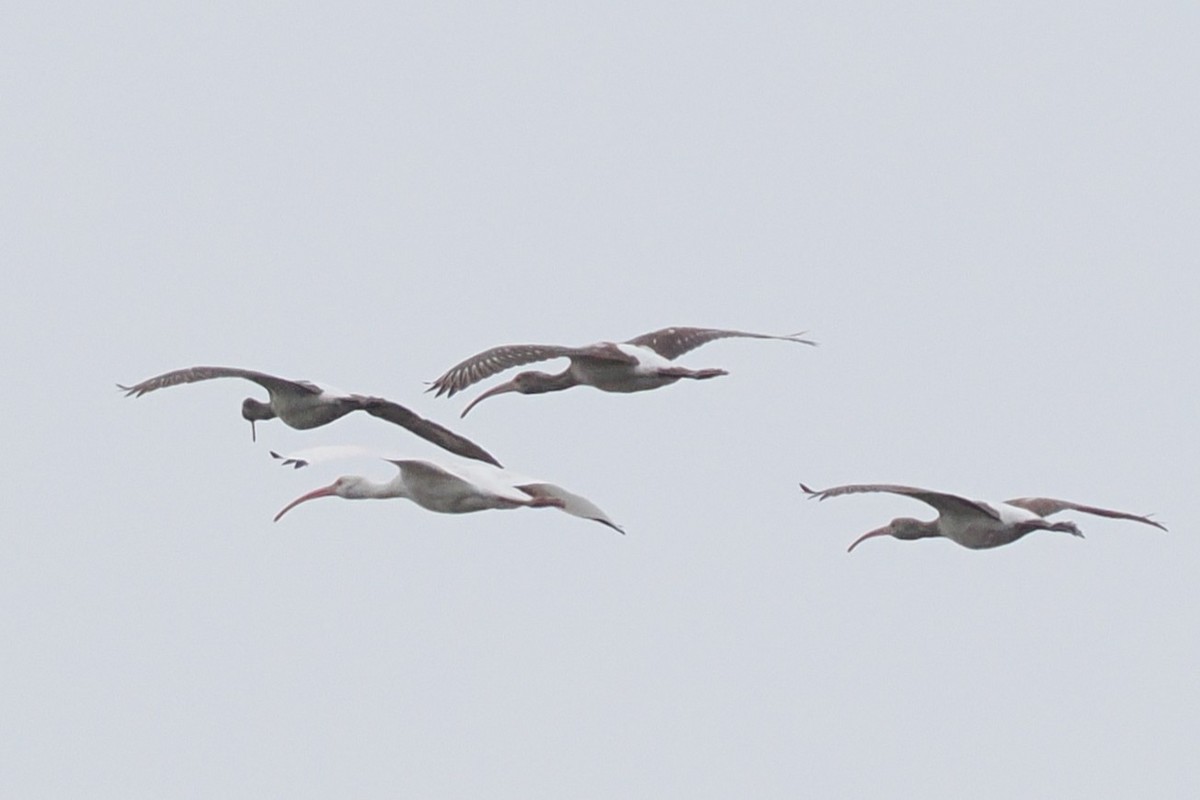 Ібіс білий - ML645274410