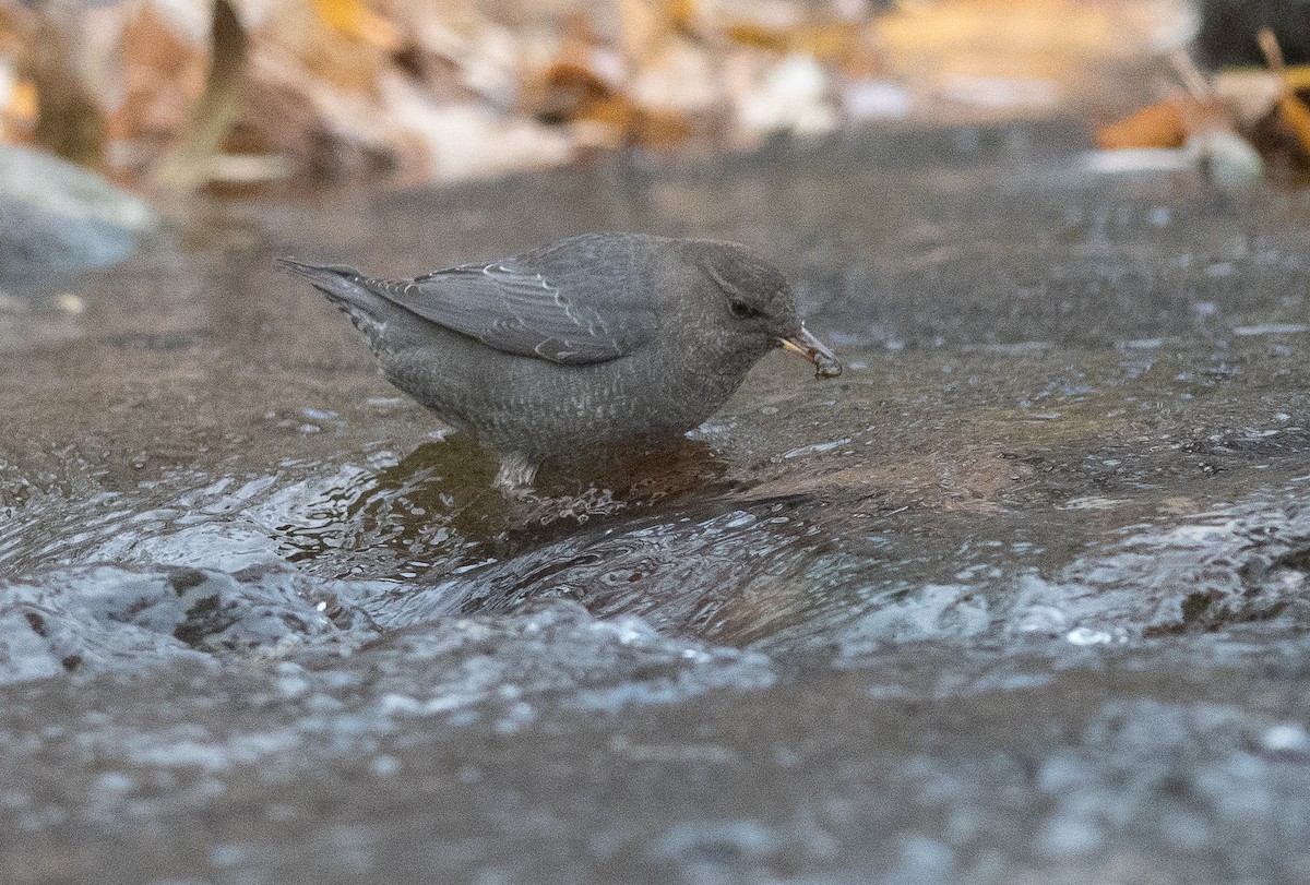 Ur-zozo iparramerikarra - ML645274412