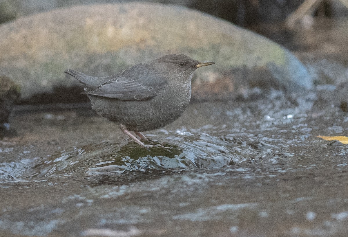 Ur-zozo iparramerikarra - ML645274413