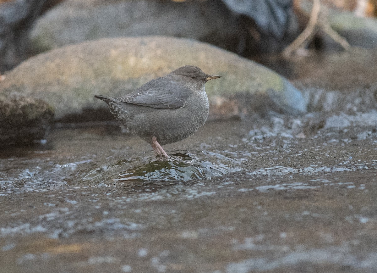 Ur-zozo iparramerikarra - ML645274414