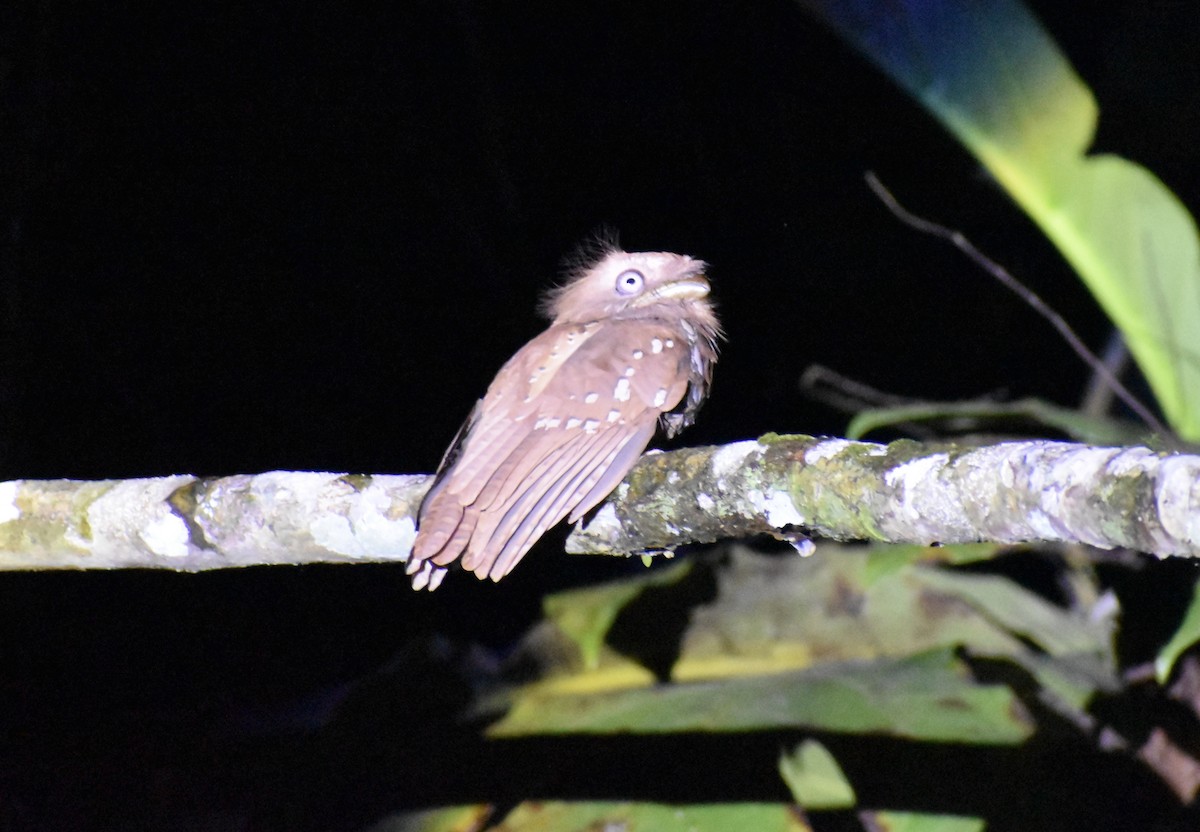 Philippine Frogmouth - ML645274426