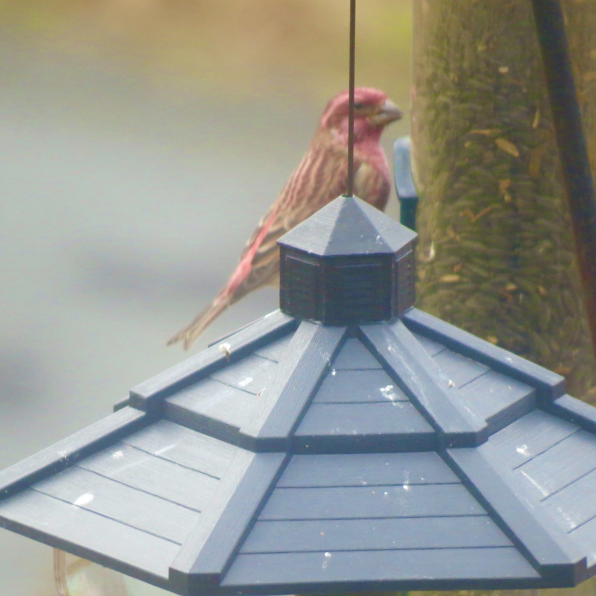 purpurfink - ML645274447