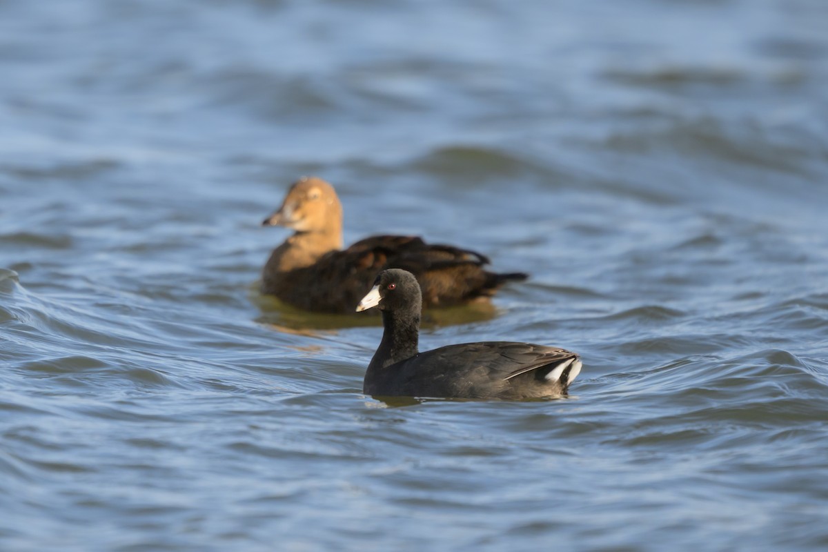 Foulque d'Amérique - ML645274455