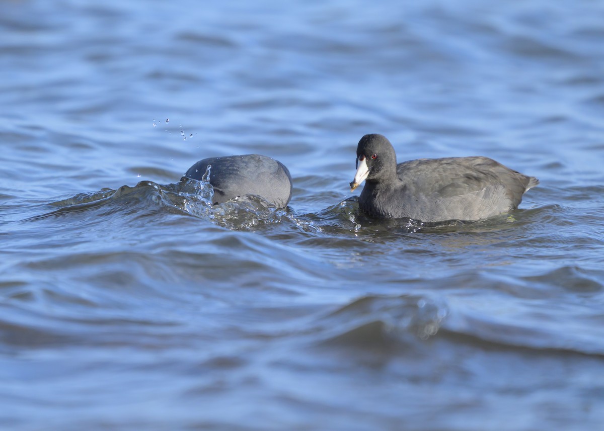Foulque d'Amérique - ML645274456