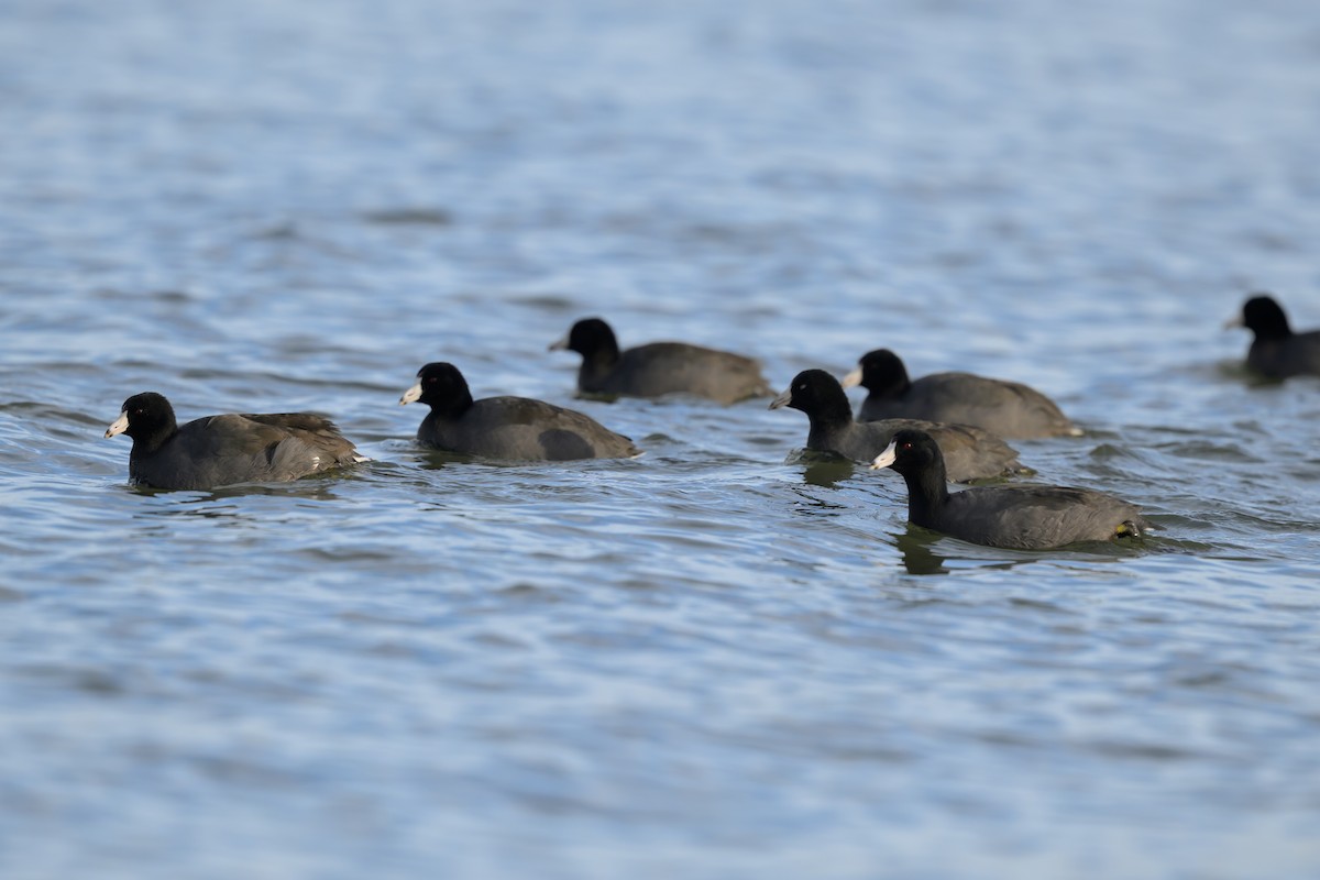 Foulque d'Amérique - ML645274457