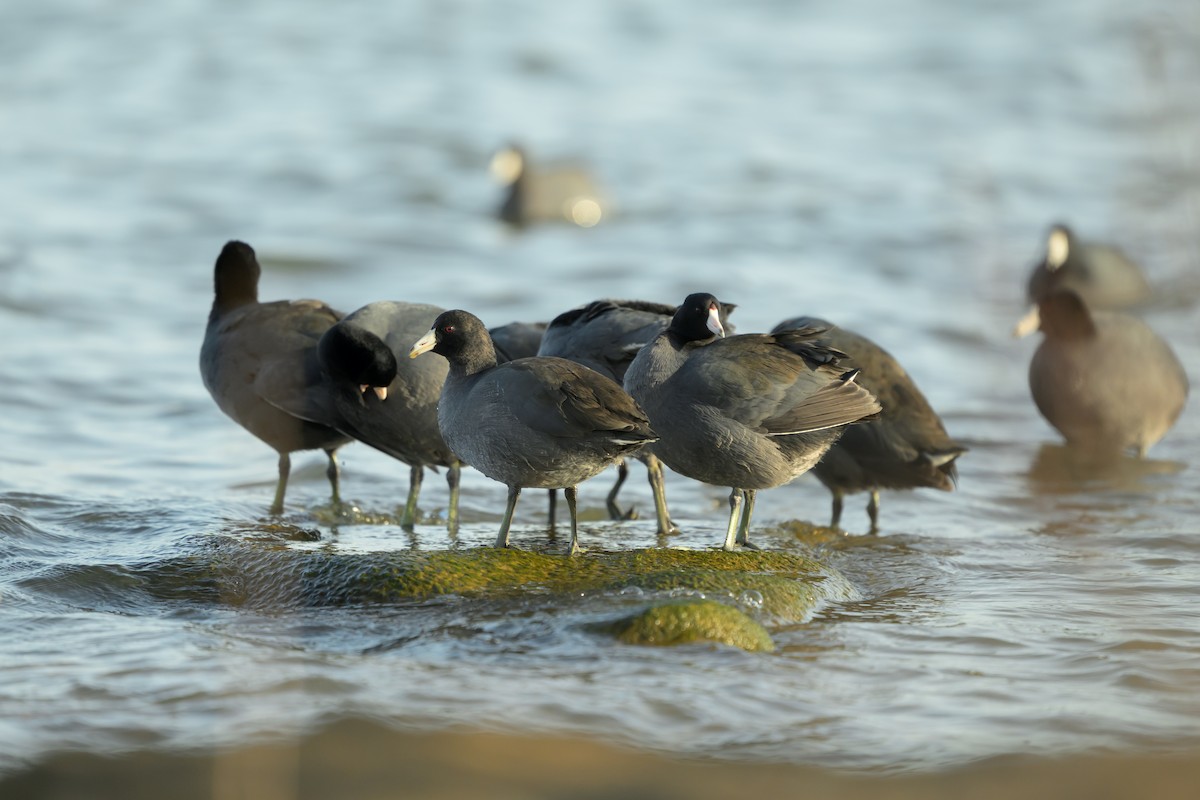 Foulque d'Amérique - ML645274458