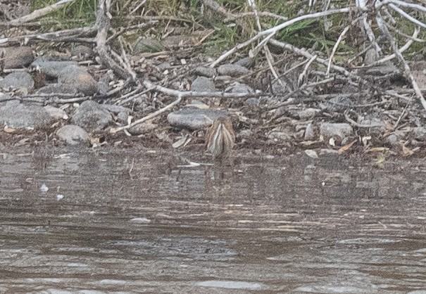 Least Bittern - ML645274461