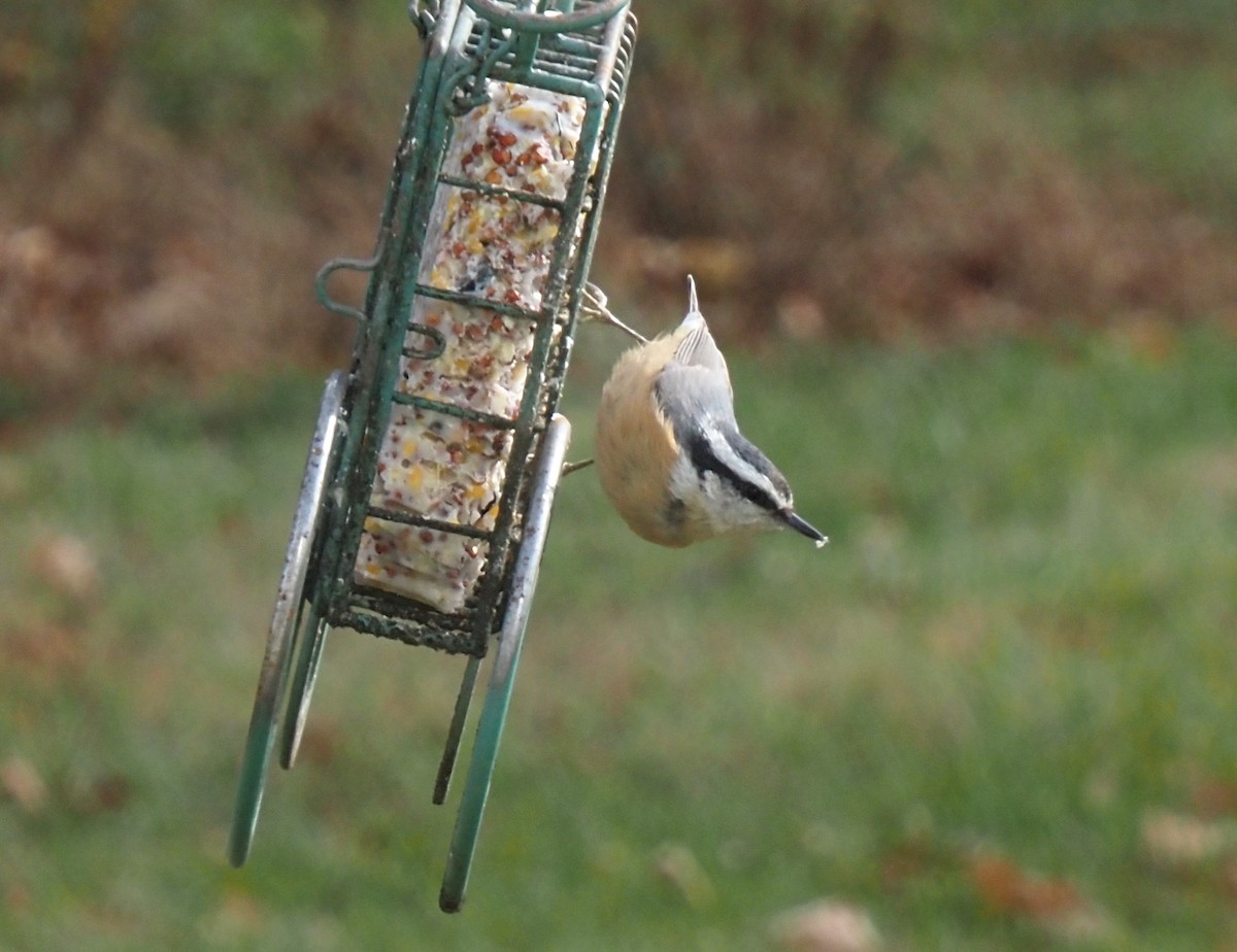 brhlík americký - ML645274475