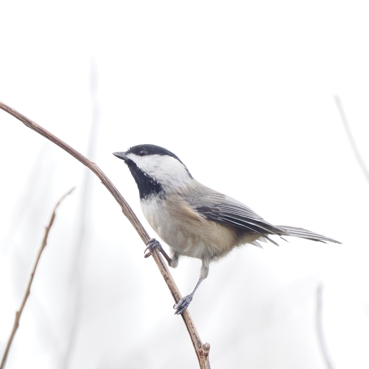 Carolina Chickadee - ML645274480
