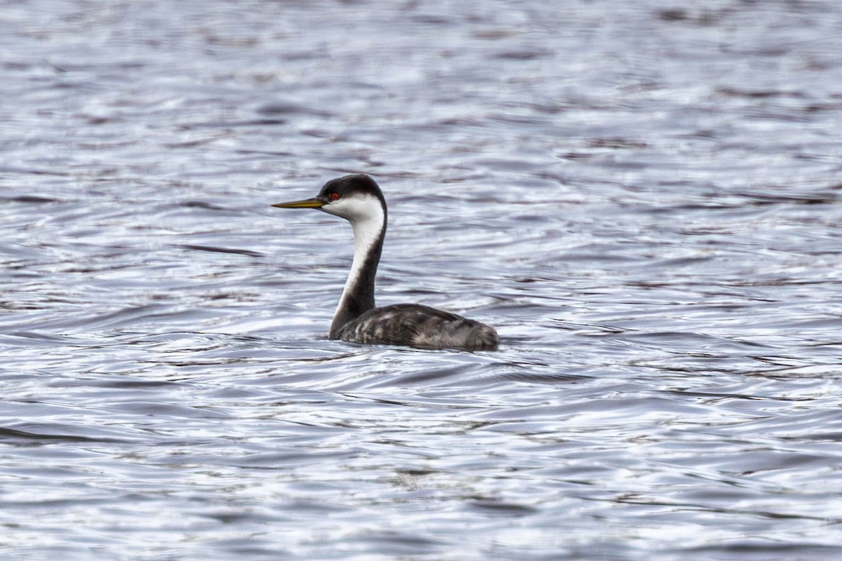 Western Grebe - ML645274484