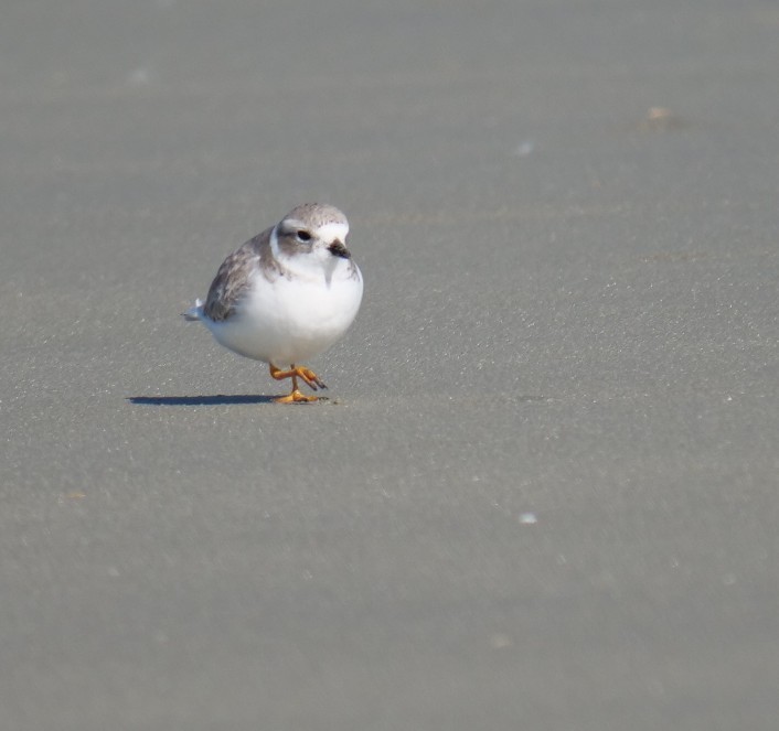Piping Plover - ML645274489