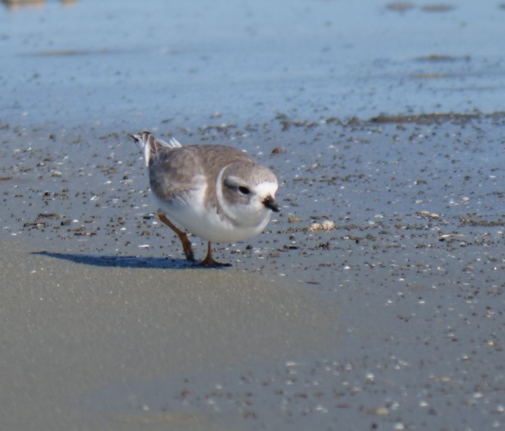 Piping Plover - ML645274502