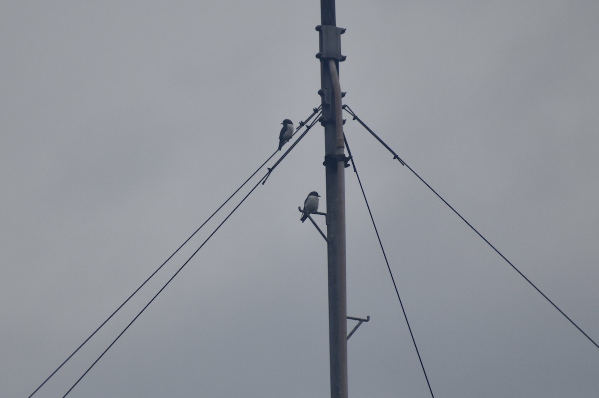 White-breasted Woodswallow - ML645274510