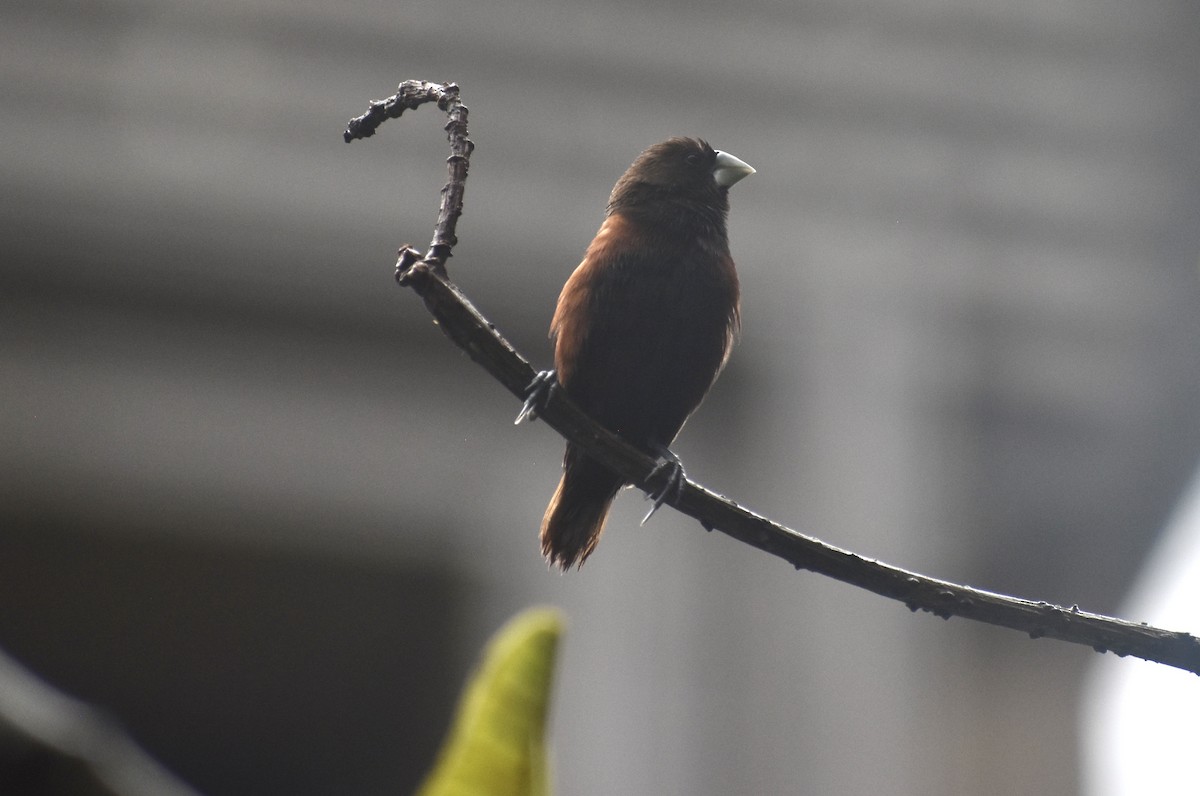 Chestnut Munia - ML645274511