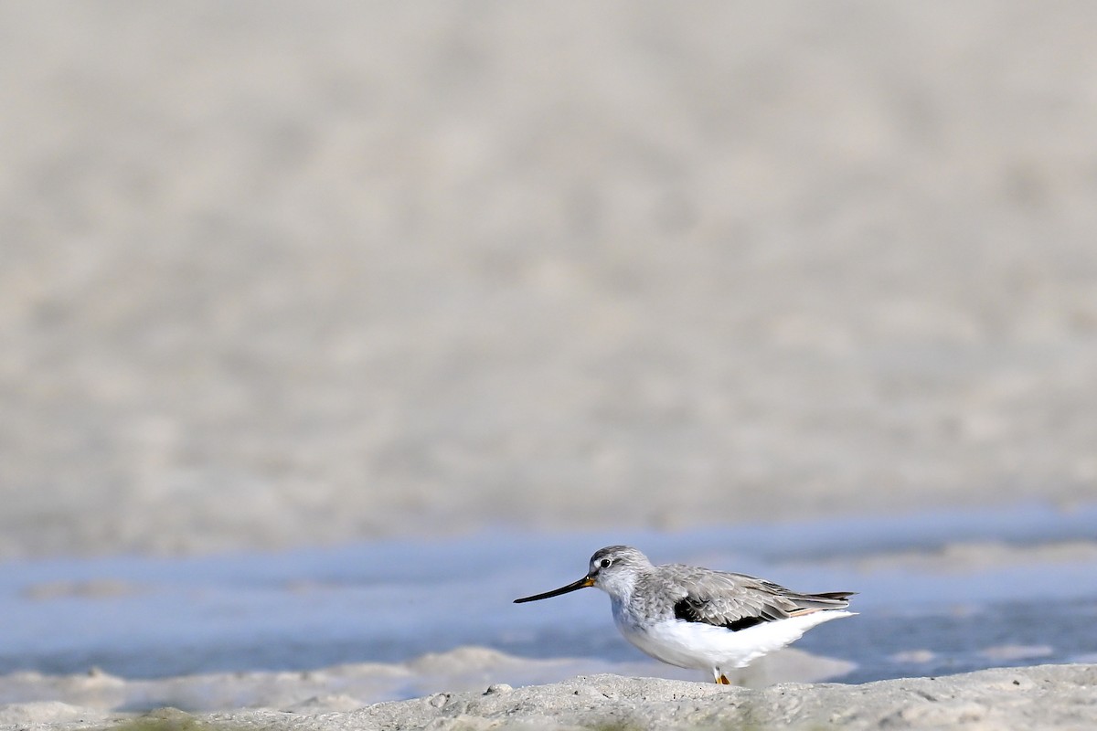 Terek Sandpiper - ML645274514