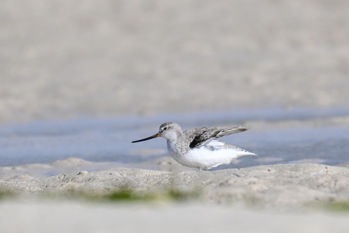 Terek Sandpiper - ML645274515