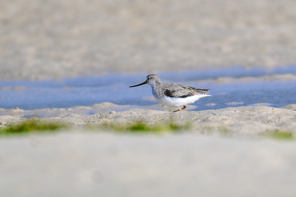 Terek Sandpiper - ML645274516