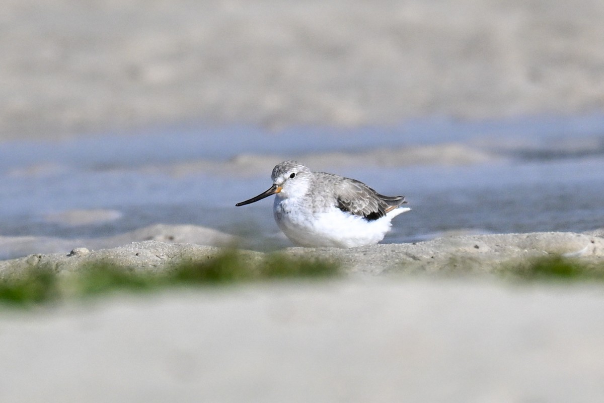 Terek Sandpiper - ML645274517
