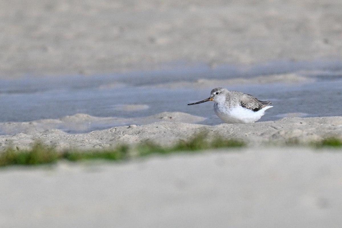 Terek Sandpiper - ML645274518