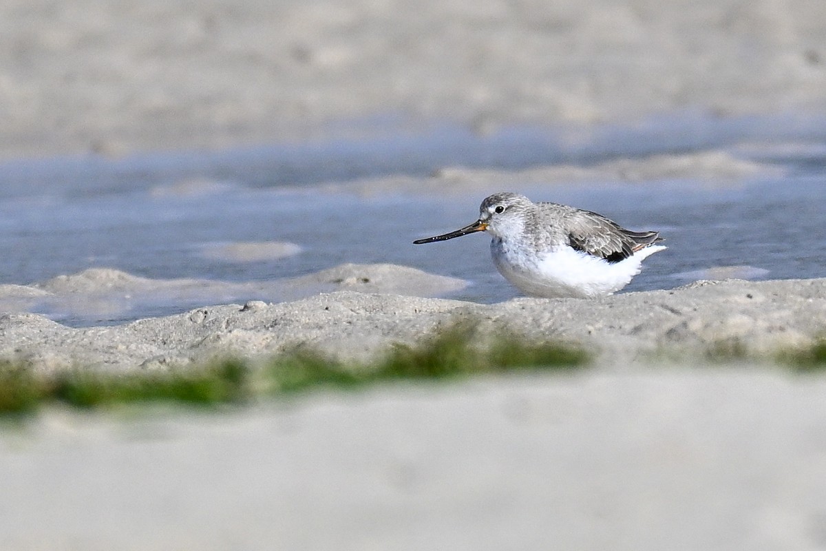 Terek Sandpiper - ML645274519