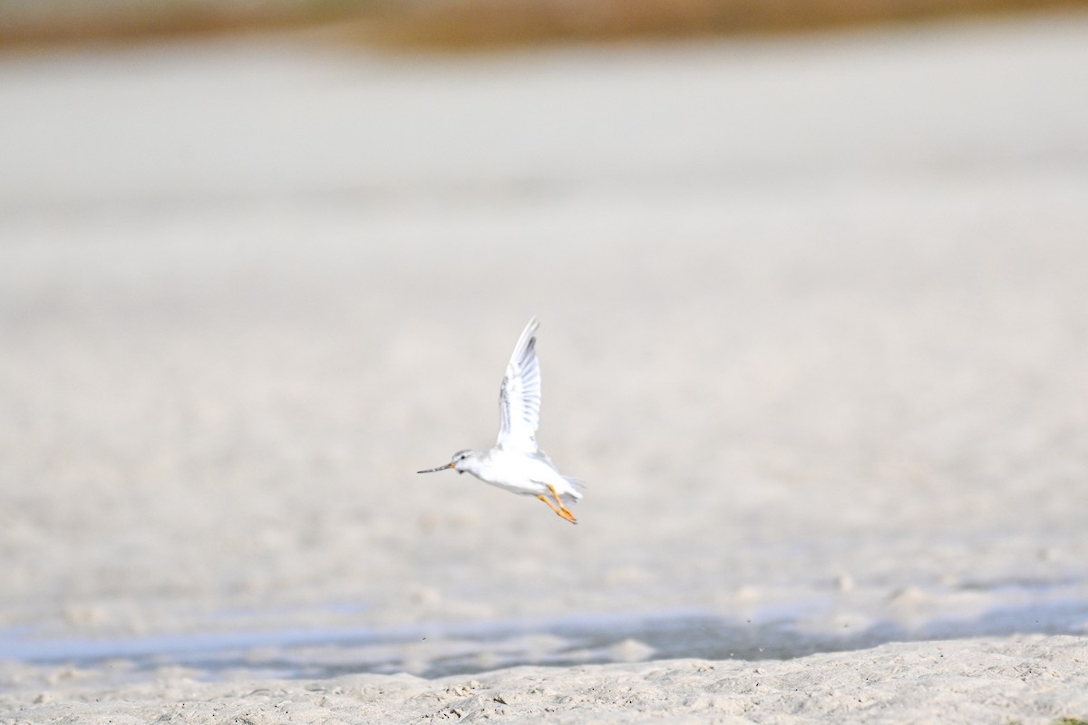 Terek Sandpiper - ML645274520