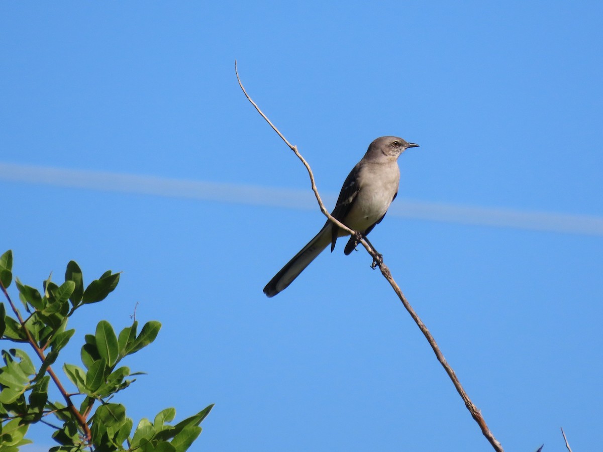 Northern Mockingbird - ML645274526