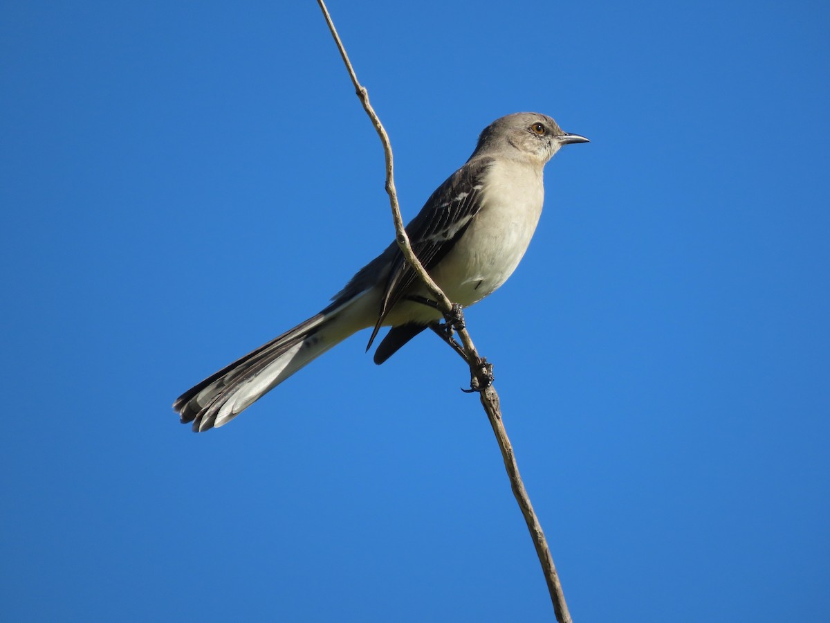 Northern Mockingbird - ML645274527