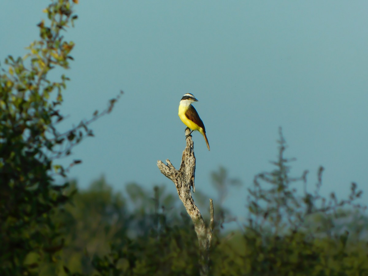 Great Kiskadee - ML645274530