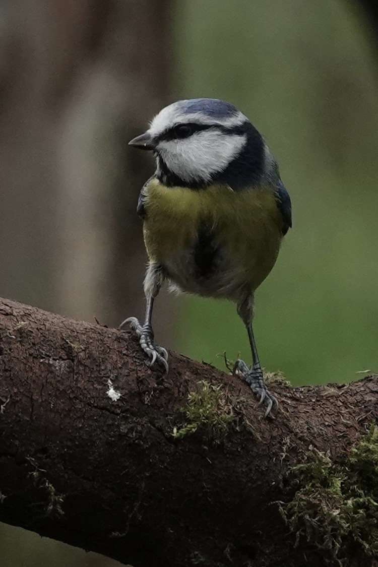 Herrerillo Común - ML645274543