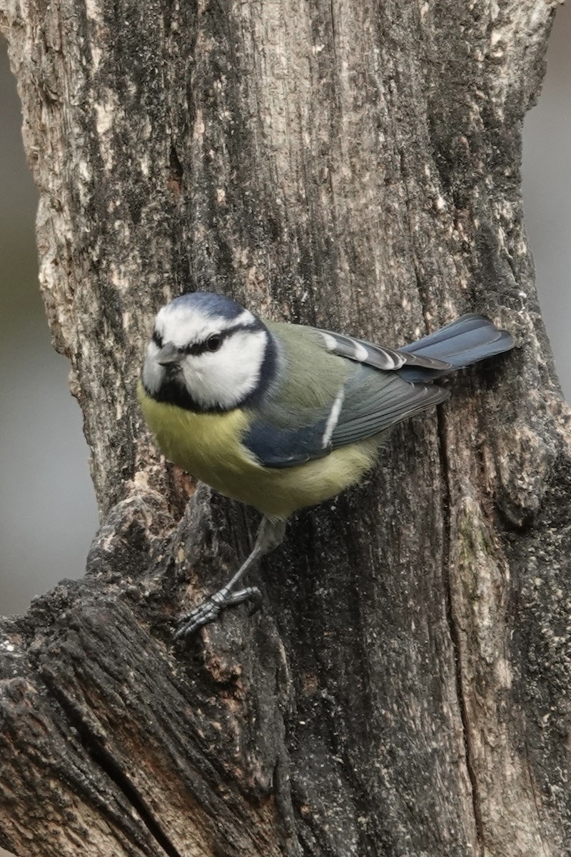 Herrerillo Común - ML645274544