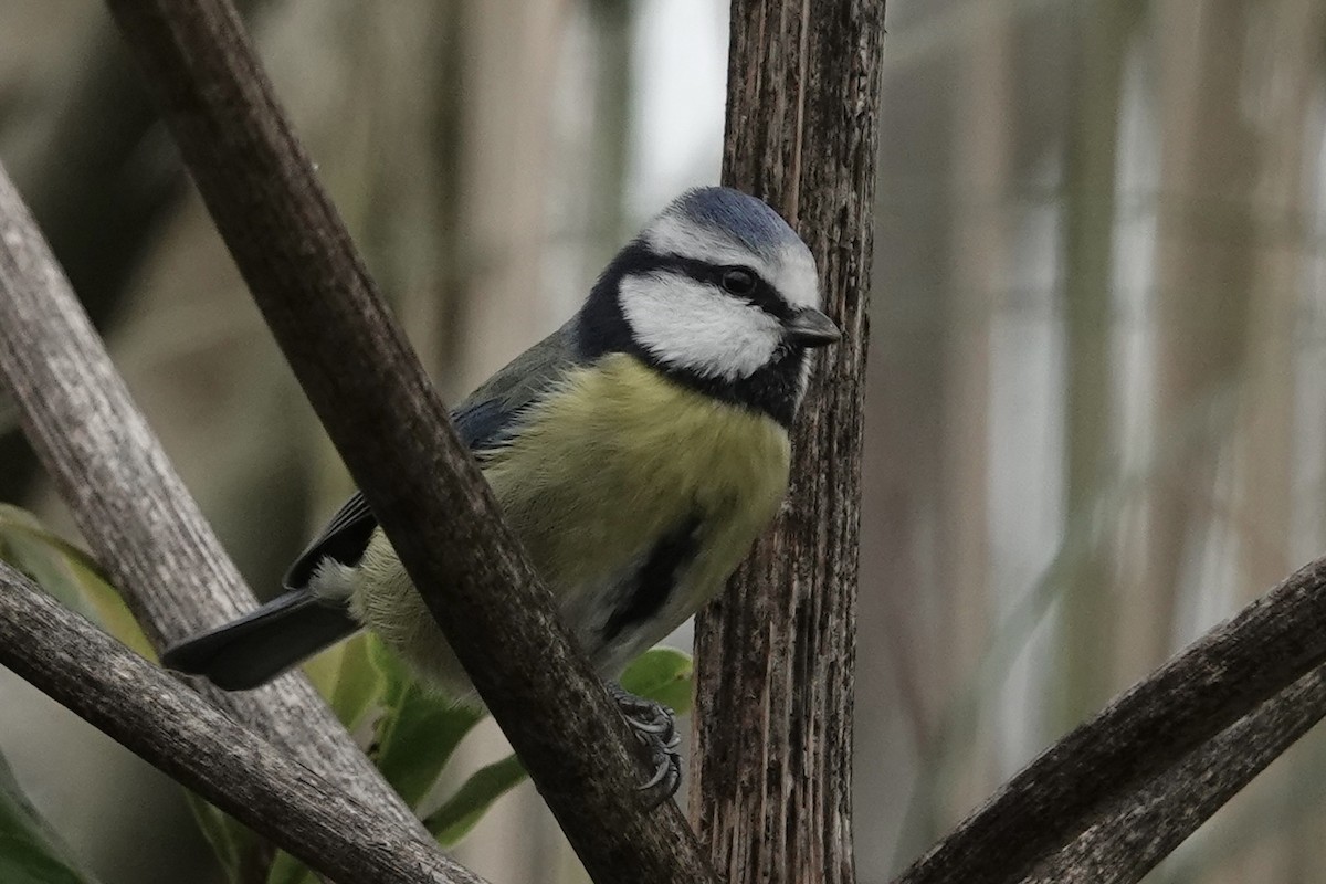 Herrerillo Común - ML645274545