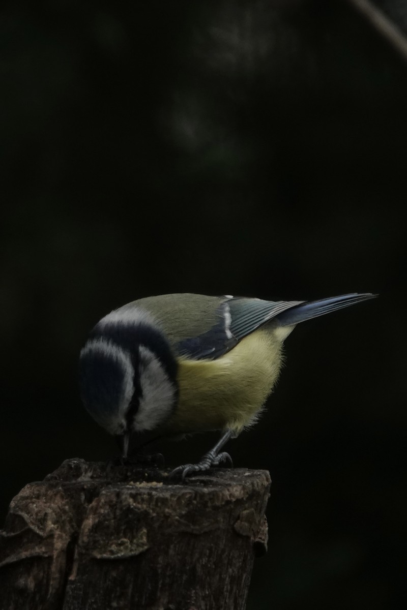 Herrerillo Común - ML645274546