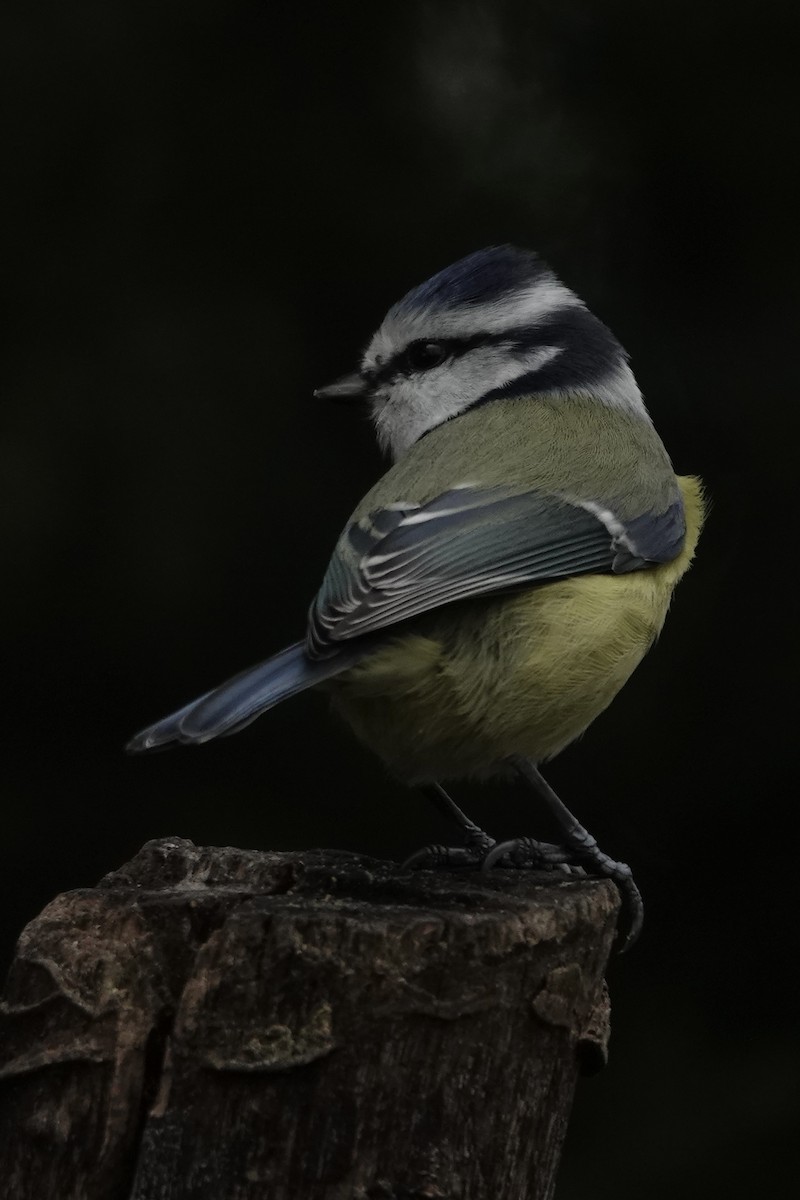 Herrerillo Común - ML645274547