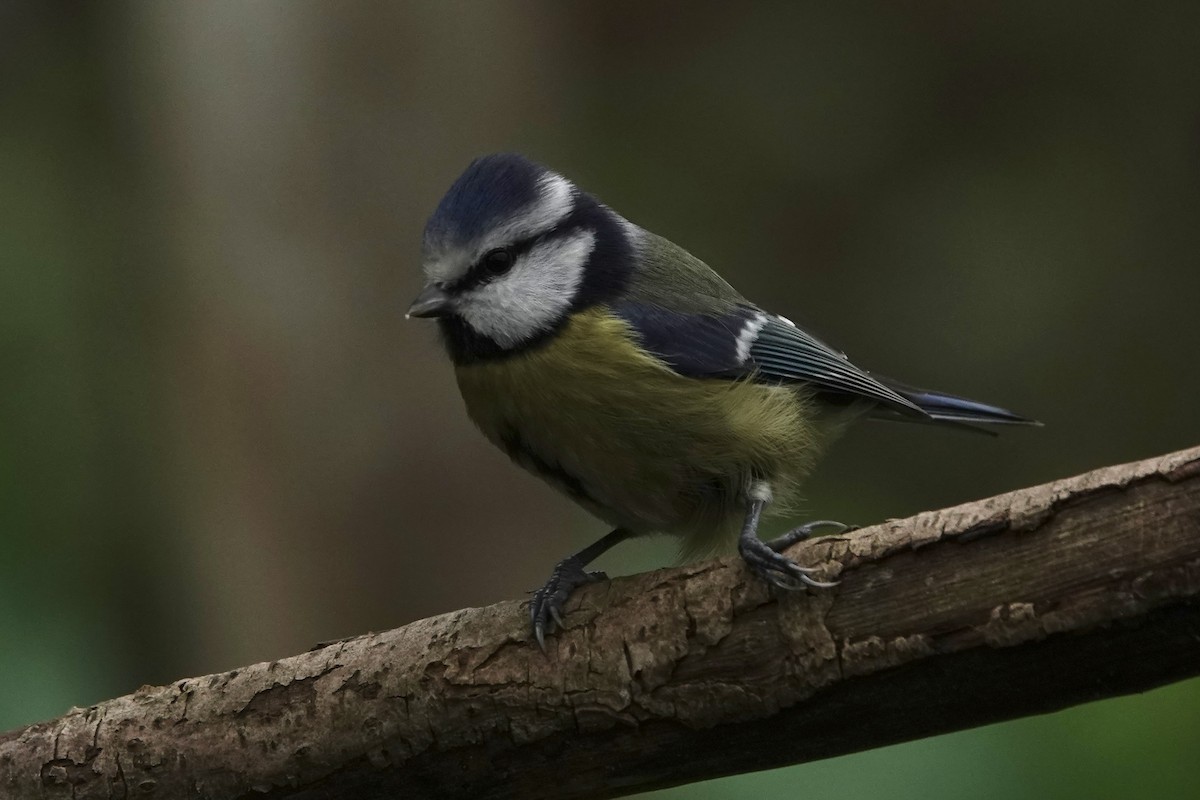 Herrerillo Común - ML645274548