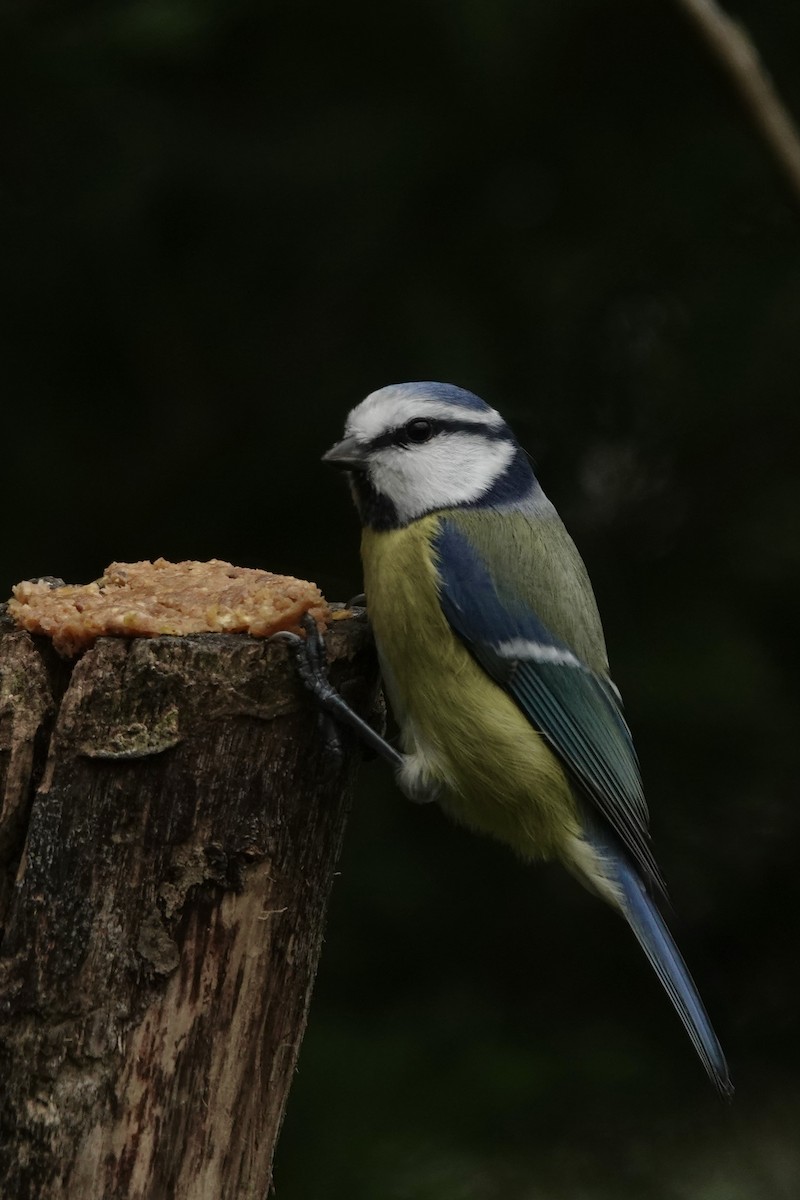 Herrerillo Común - ML645274549