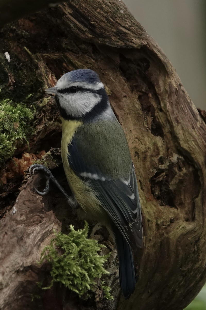 Herrerillo Común - ML645274550