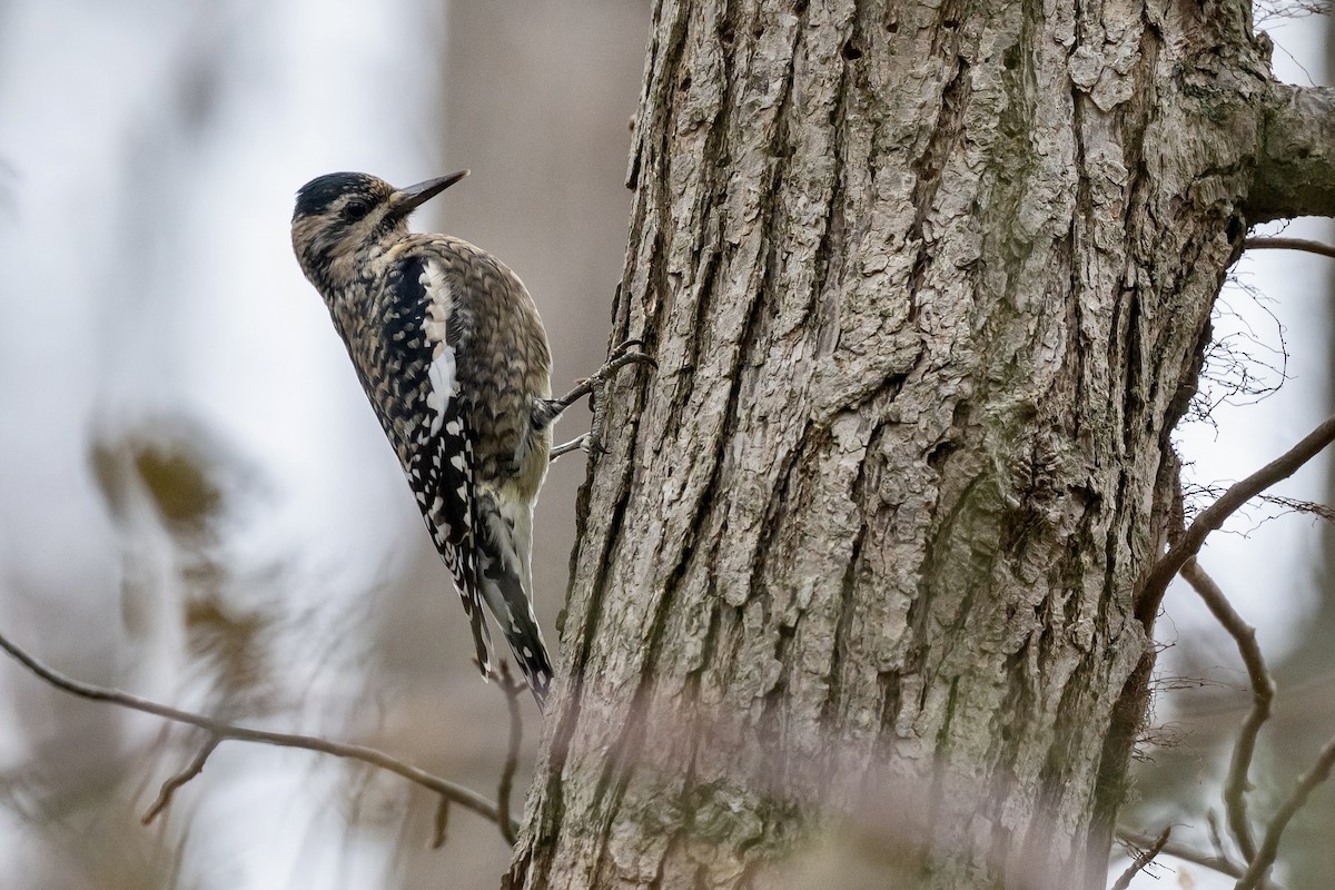 Yellow-bellied Sapsucker - ML645274552