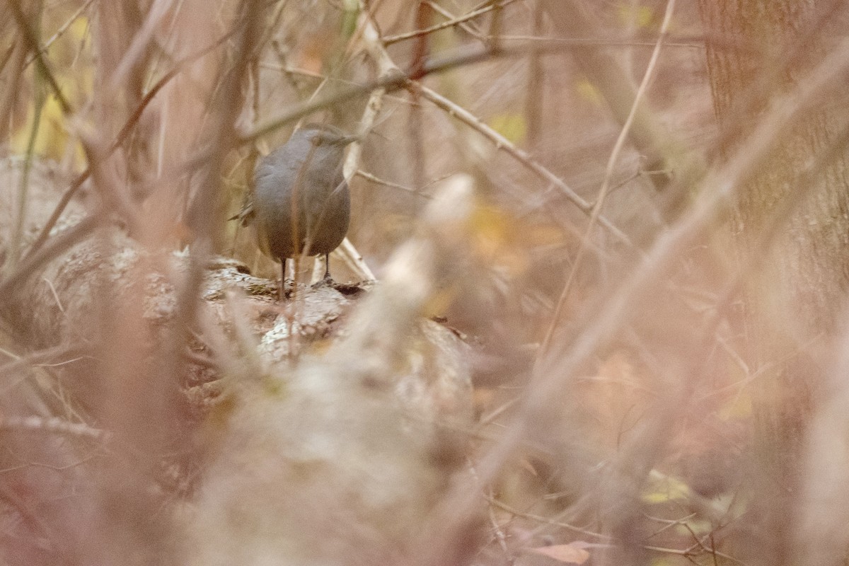 Gray Catbird - ML645274554