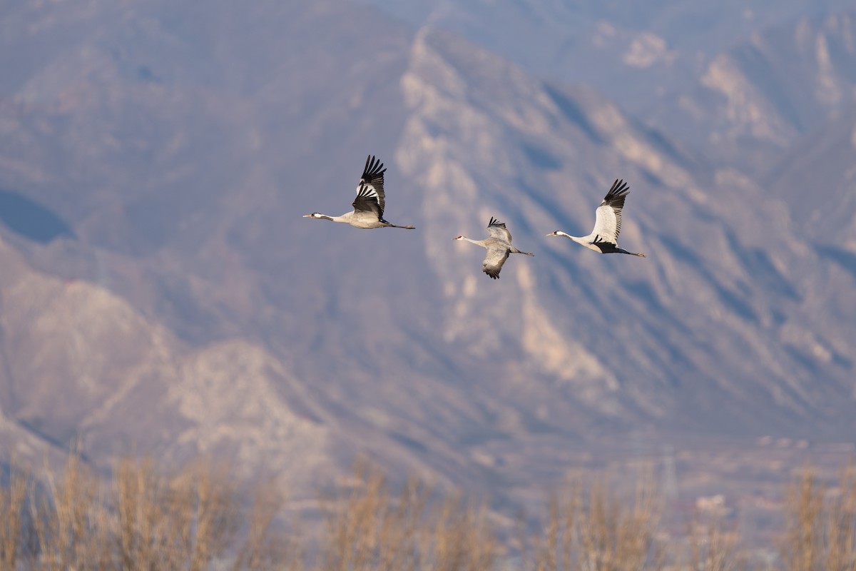 Sandhill Crane - ML645274558