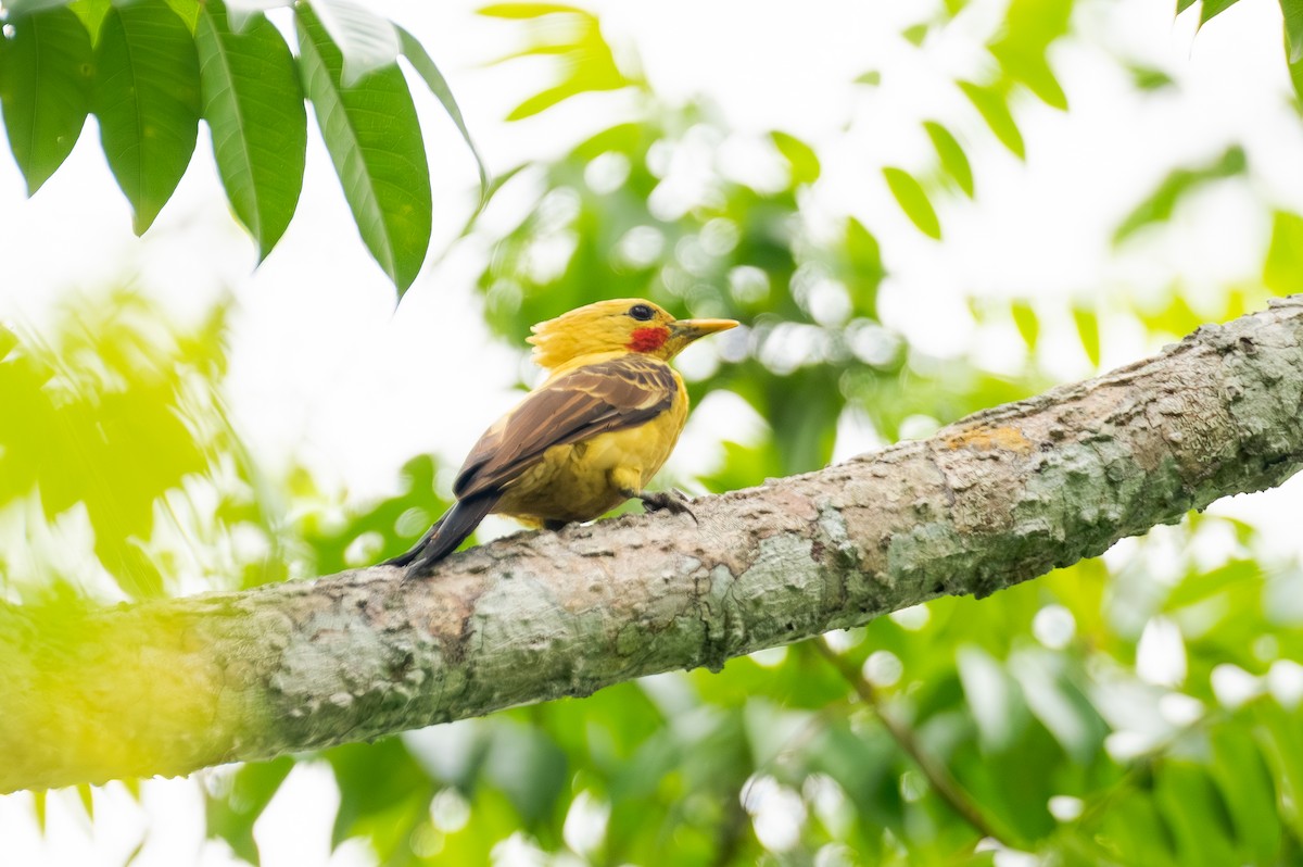 Cream-colored Woodpecker - ML645274563