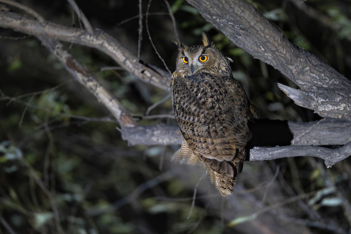 Eurasian Eagle-Owl - ML645274567